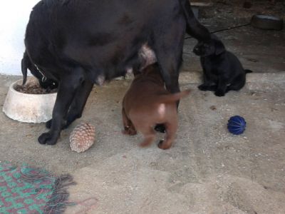 labradores entrega imediata -- exelentes 