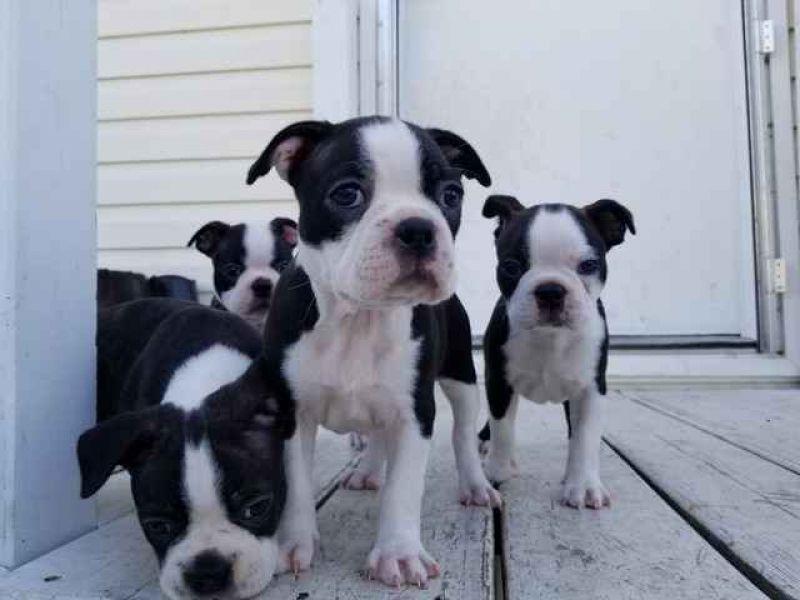 Filhotes de cachorro Boston Terrier muito saudáveis ​​e fofos.