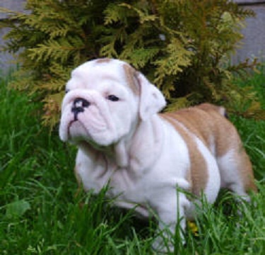 Maltês, Chihuahua, Bulldog Inglês, Yorkshire Terrier e husky siberiano filhotes