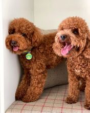 Incríveis filhotes de poodle toy