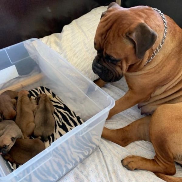 Bullmastiff Puppies
