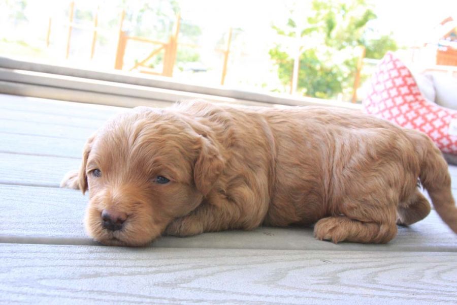 Filhotes de cachorro Golden Doodle