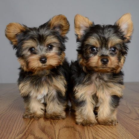 Filhotes de cachorro Yorkie pequeno puro-sangue