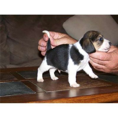  Adorável masculino e feminino filhotes beagle para um novo lar