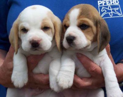 Beagle filhotes prontos para um novo lar.