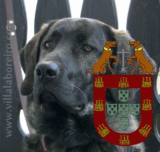 Cachorros Castro Laboreiro - LINHAS TRADICIONAIS