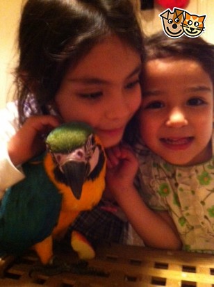 Baby Blue & mão de ouro arara criados