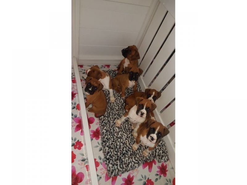 Filhotes Kc Reg Boxer