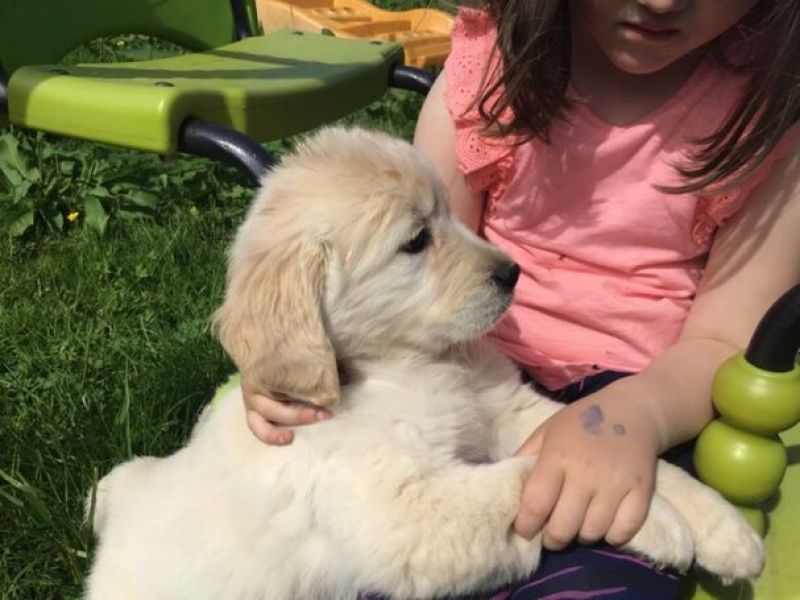 Filhotes de Golden Retriever