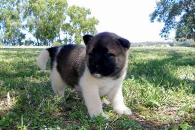 Bela akita inu filhotes para adoção
