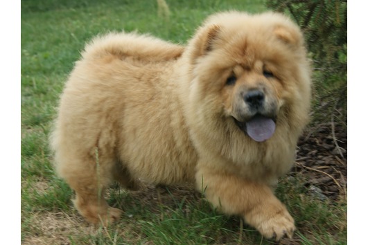 Fofo Chow chow para adopção