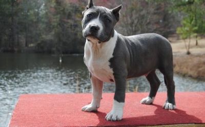 11 semanas de idade American Bully filhotes para adoção livre de contato para mais detalhes e fotos