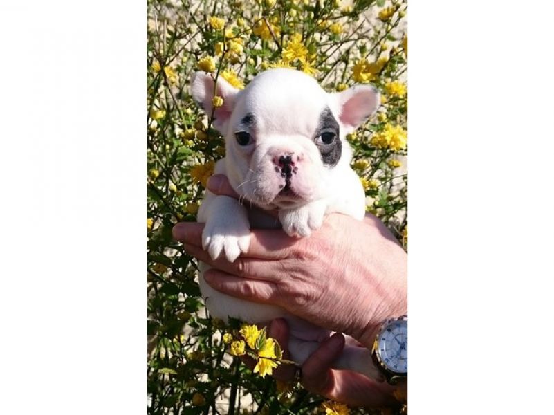 Filhotes Bulldog Francês Saudáveis 
