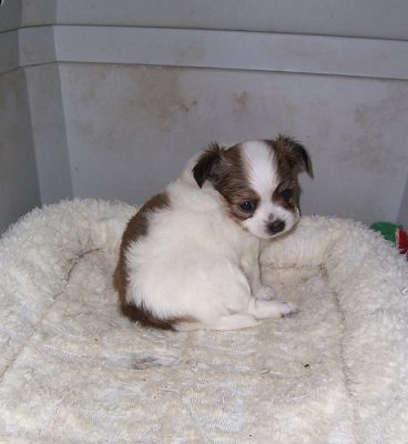 Saudável chihuahua cachorros para adopção.