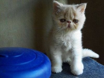 linda persa gatinhos para adoção