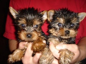 lindo precioso yorkshire terrier cachorros parágrafo adopción libre