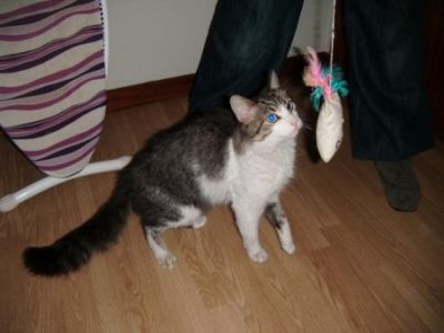 Romeu VIII para adopcao