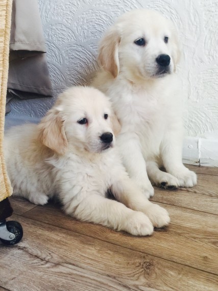 Filhotes de Golden Retriver machos e fêmeas