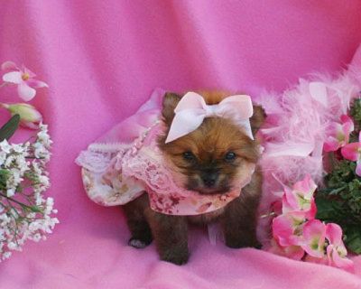  pomerania cachorro para su aprobación