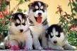 Husky Puppies
