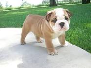 CACHORROS BULLDOG INGLÊS