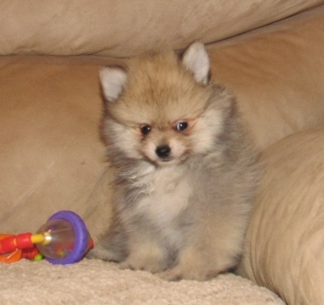 Cachorrinhos maravilhosos da Pomerânia