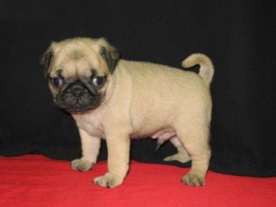 bom filhotes de pug para adoção