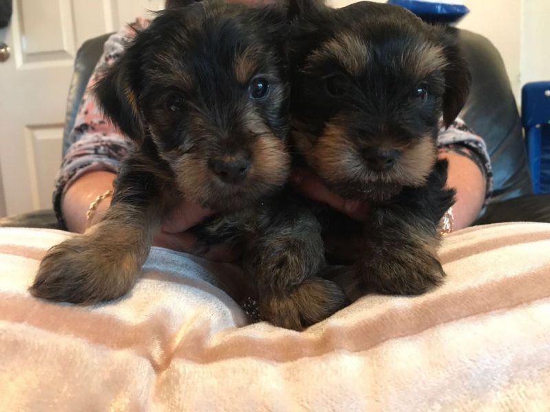 Vendo lindos filhotes de Yorkshire Mini Terrier , 