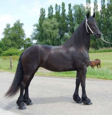 Friesian cavalo bonito e em circulação