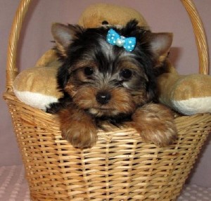 Teacup Yorkie filhotes para adoção