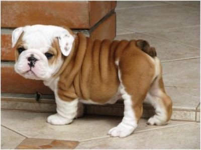 lindos cachorros Bulldog Inglês habitação 