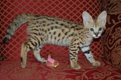 Gatinhos Savannah para venda.