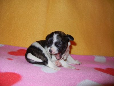 Linda chihuahua cachorros