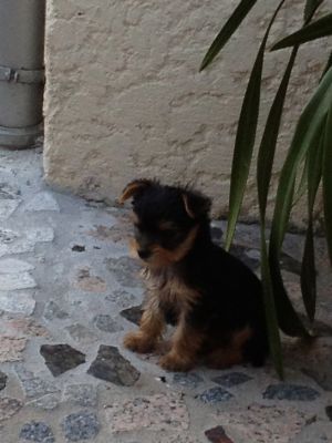 Vendo CADELA YorkShire Terrier
