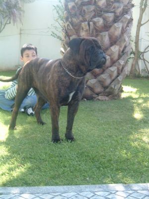 Cães de Guarda & Companhia ninhada Bullmastiff 