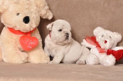 dois adorável Inglês bulldog cachorros para adoção livre