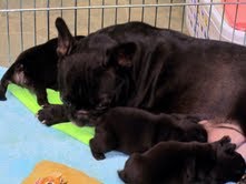 clássico com pedigree filhotes bulldog francês.