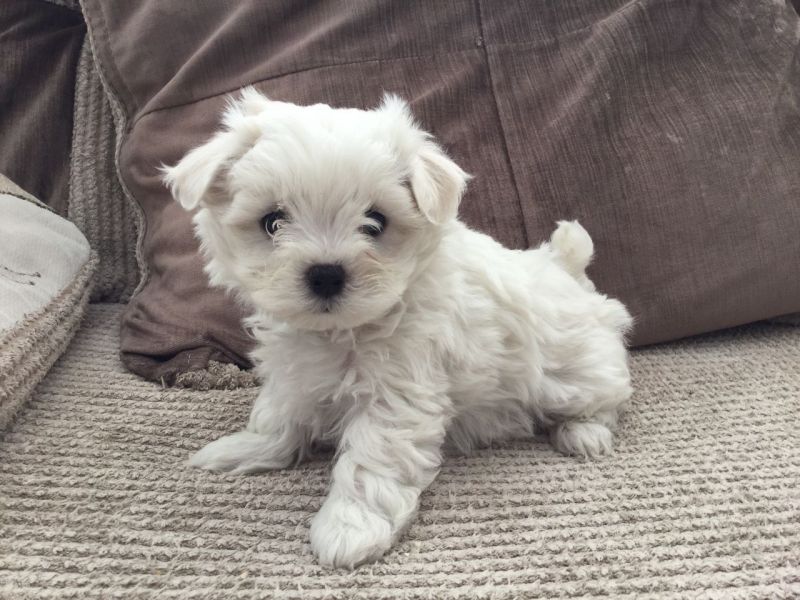 Filhotes de cachorro bonitos de  maltês disponíveis.