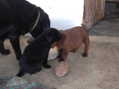 labradores entrega imediata -- exelentes 