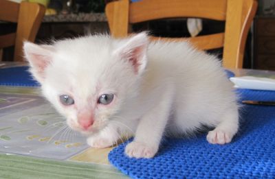 Gatinhos brancos de olhos azuis e verdes