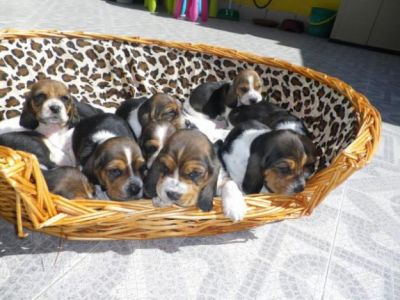 Magnificent basset hound filhotes