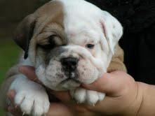 bulldogs cachorros pronto para ir para adoção.