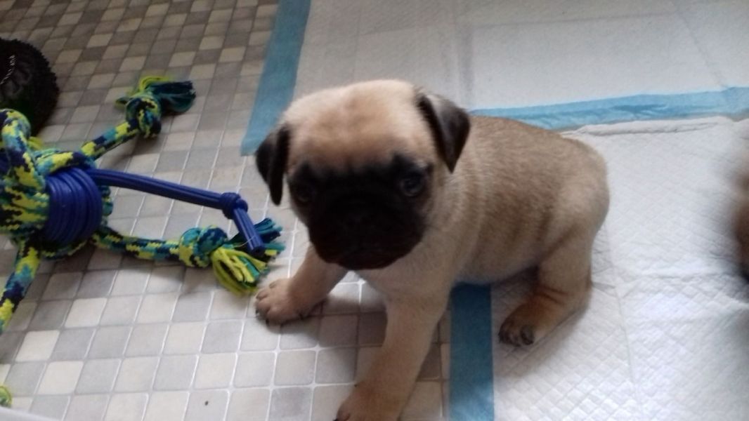 Filhotes de Pug de raça pura para adoção