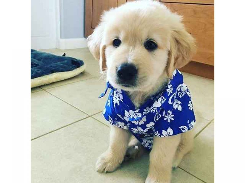 Filhotes de golden retriever àvenda -al. madeira dos sábios