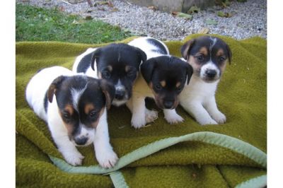 Filhotes de jack russel prontos para adoção.