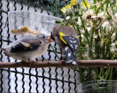 pintassilgos, verdilhões, tentilhões (criados em cativeiro e devidamente anilhados)   917378296 