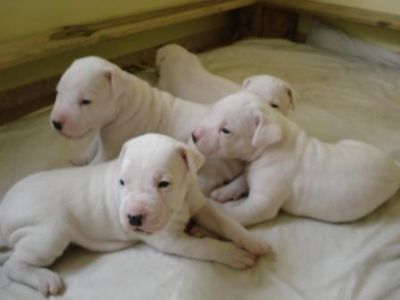 Filhotes Dogo Argentino ....