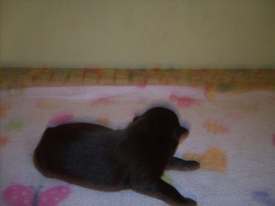 Labrador Retriever - cor castanha