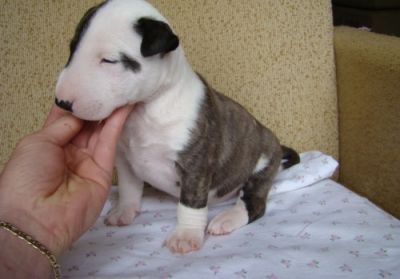 FILHOTES DE BULL TERRIER MACHO E FÊMEA