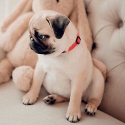 Adoráveis pugs masculinos e femininos